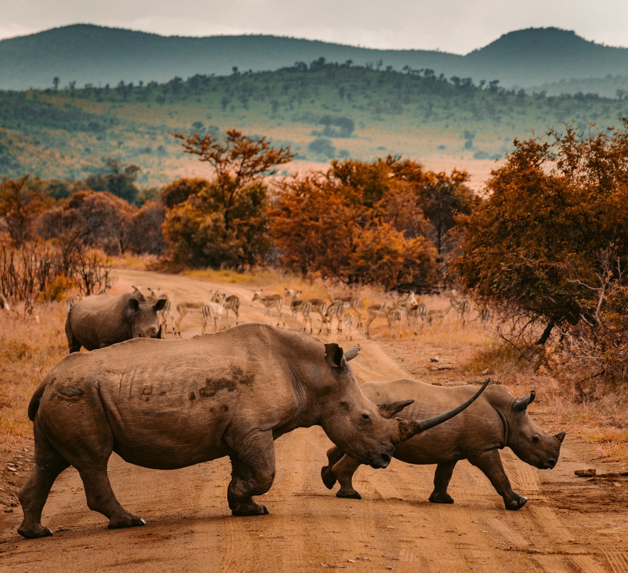 The Best Safari Destinations in the World